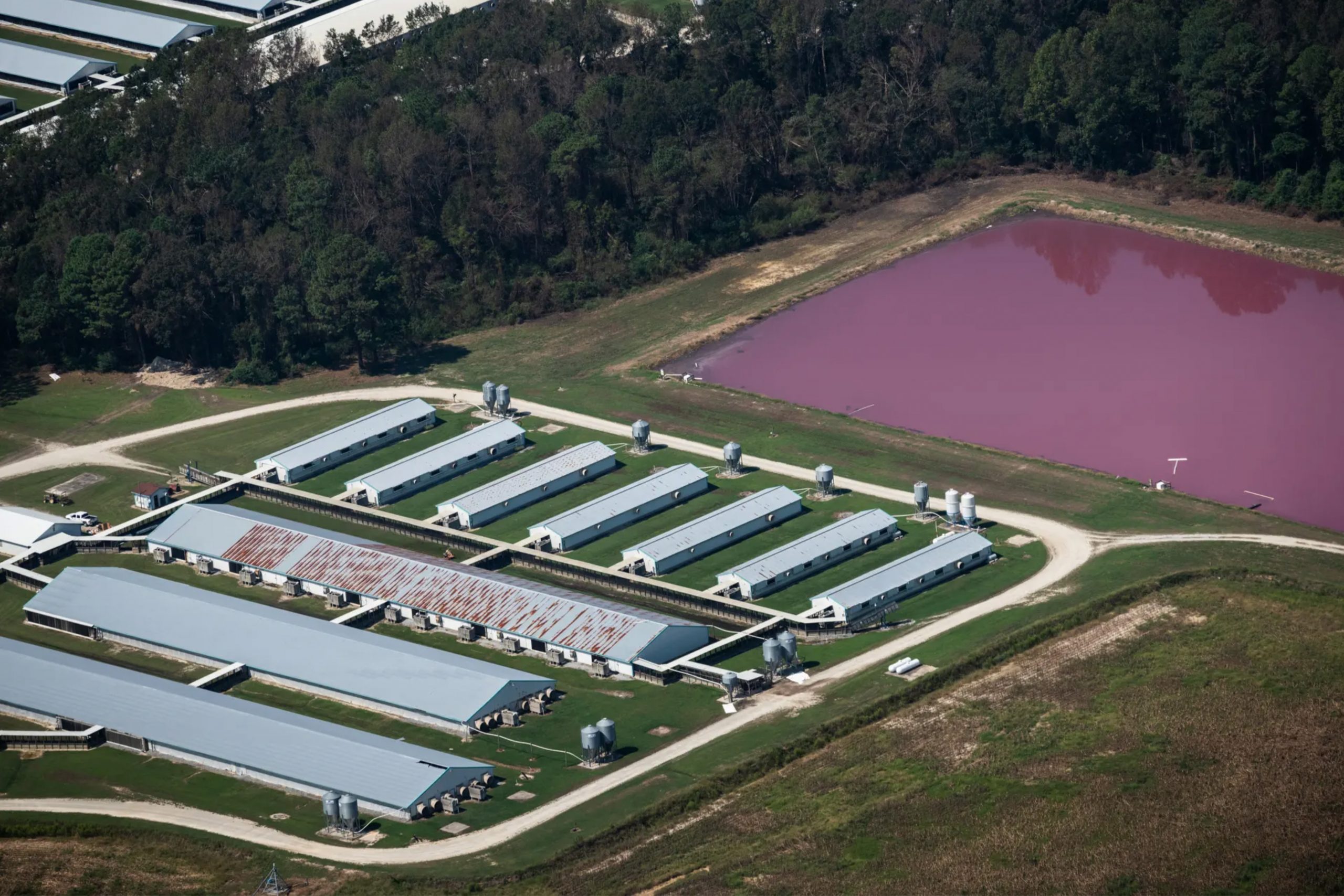A North Carolina pig farm with open-air pig waste lagoon