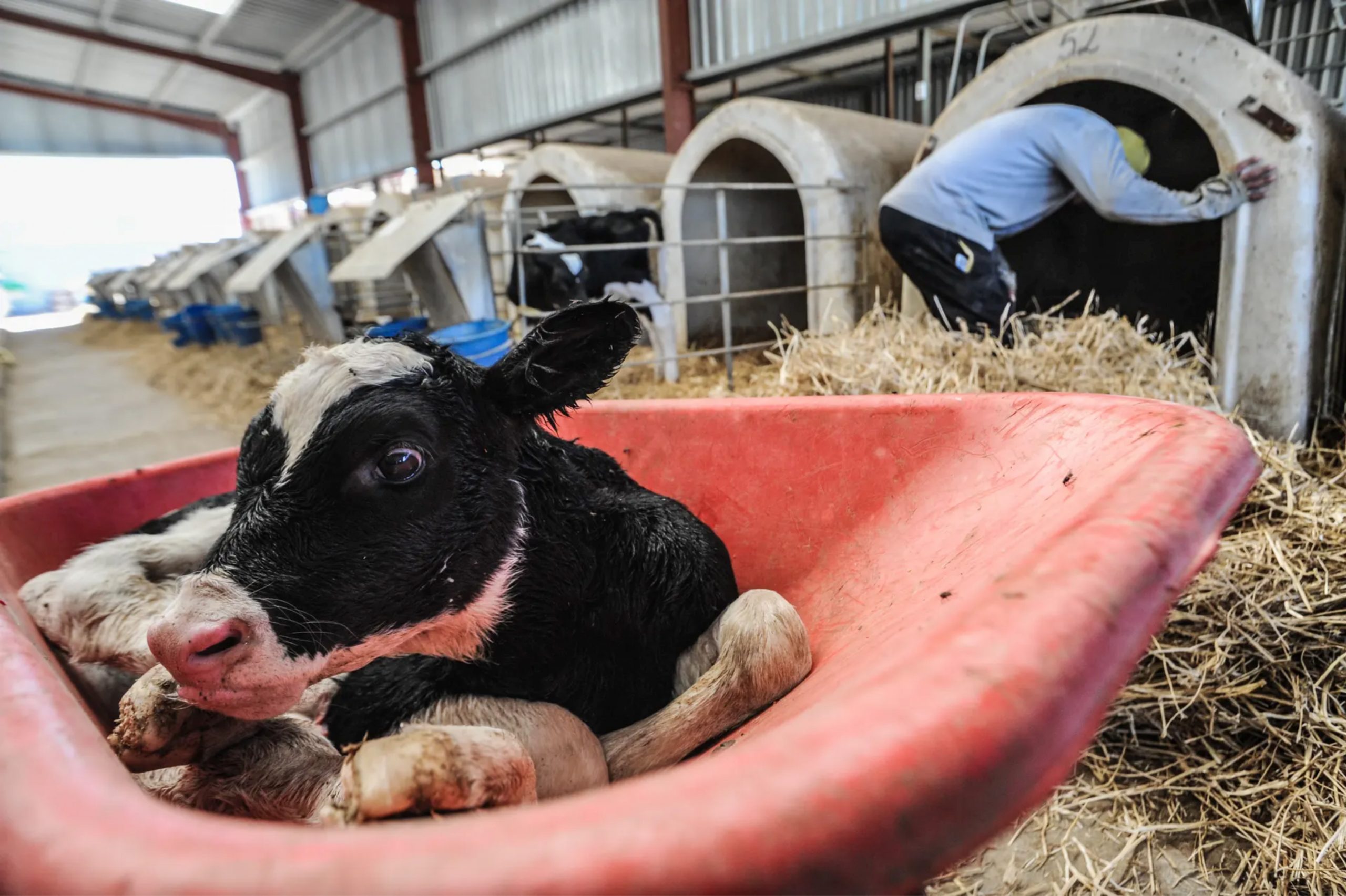 Newborn calf separated from mother at dairy farm